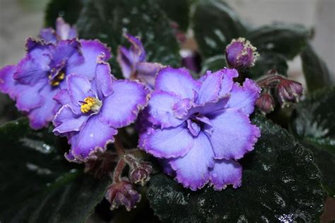 African Violet Saintpaulia Blue Dragon In The African Violets