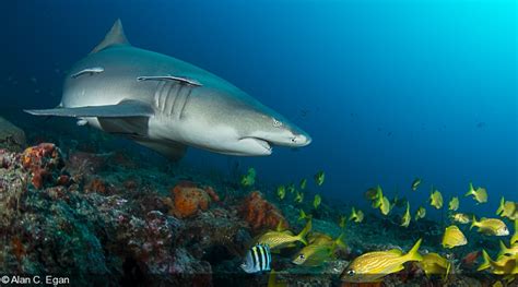 The Florida East Coast Lemon Shark Aggregation