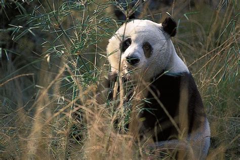 Saving The Giant Panda Still At A Critical Stage Saving Earth