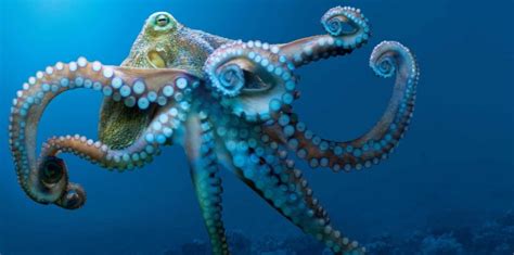Octopuses Characteristics Habitats Reproduction And More