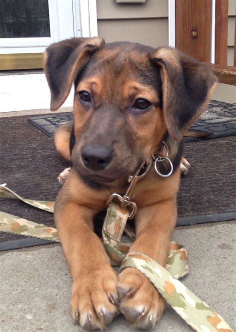 Buddy A 2 Month Old German Shepherd And Coonhound Mix German Shepherd