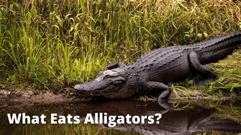 What Eats Alligators 10 Predators That Prey On Alligators Youtube