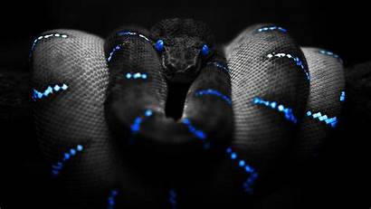 Snake Wallpapers Desktop Backgrounds Selective Constrictor Boa