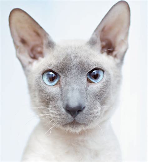 Oriental cats are highly active and busy cats. Shorthaired Oriental