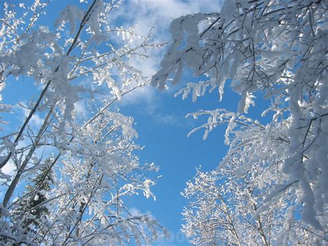 Winter Wonderland Snow On Tree Branches A Beautiful Wint Flickr