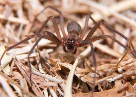 Brown Recluse Spider 27 Things To Know Size Locations Venom The