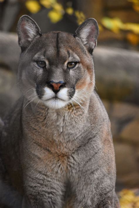 A Beautiful Male Puma In Le Cornelle Zoo Wild Cats Interesting