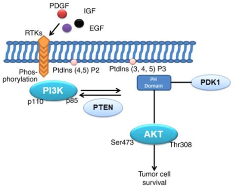 research progress on the pi3k akt signaling pathway in gynecological cancer review