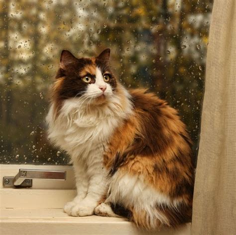 1037 Best Images About Calico Cats On Pinterest Calico Cats Cats And