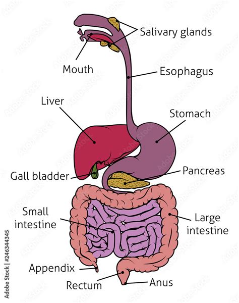 Diagramme Humain Dappareil Gastro Intestinal Danatomie Illustration