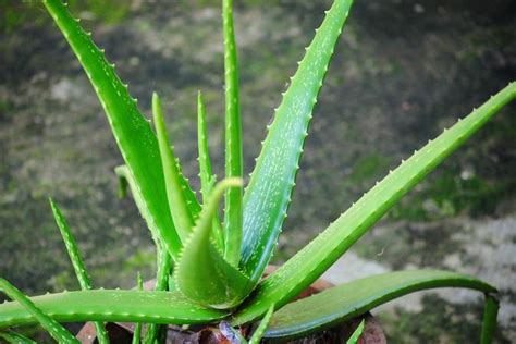 Lidah buaya termasuk dalam jenis spesies aloe, umumnya tanaman lidah buaya memiliki banyak sekali manfaat bagi kita. Penampung Lidah Buaya Di Sumatera Utara - sedado77