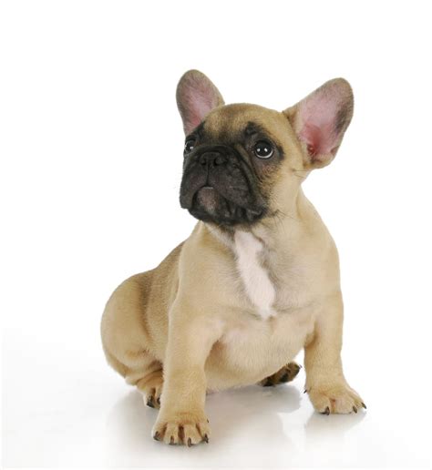 79 French Bulldog Coat Colors Photo Bleumoonproductions