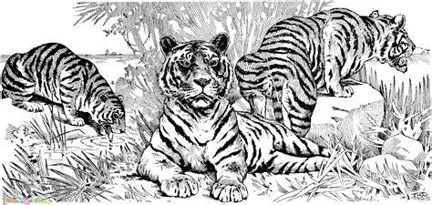 Poin menarik dari terbaik pola gambar burung gambar tato adalah. √20+ Mewarnai Gambar Harimau Untuk TK, Paud, SD ...