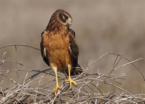 A Female Northern Harrier Mendonoma Sightings
