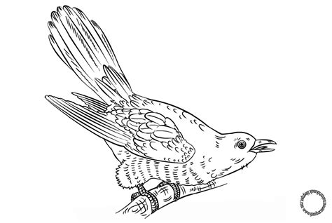 Download now 66 sketsa gambar naga dan burung gudangsket. Gambar Mewarnai Burung Lovebird - Download Kumpulan Gambar