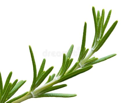 Rosemary Herb Flowers Stock Image Image Of Plant Flora 16475673