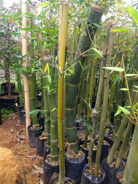 Plantas Que Parece Bambu