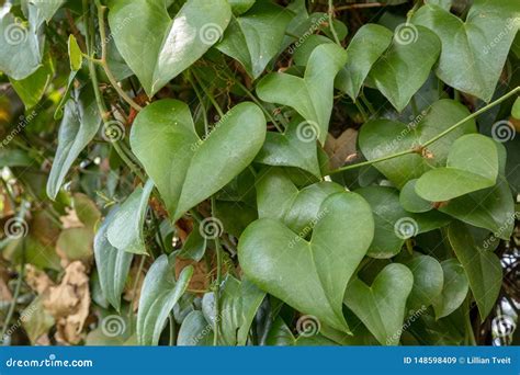 Heart Shaped Greenery Leaves Climbing Vine Plant Growing In The Forest