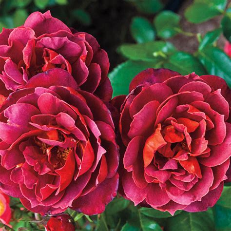 Buy Hot Cocoa Rose Online Best Deals On Roses Gurneys