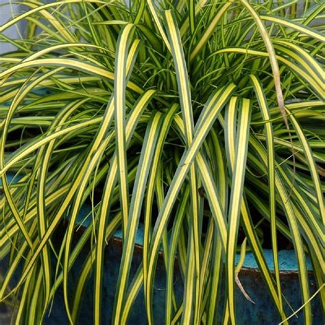 Le 10 perfette per l'outodoor. Le 10 migliori piante resistenti al freddo e al sole ...