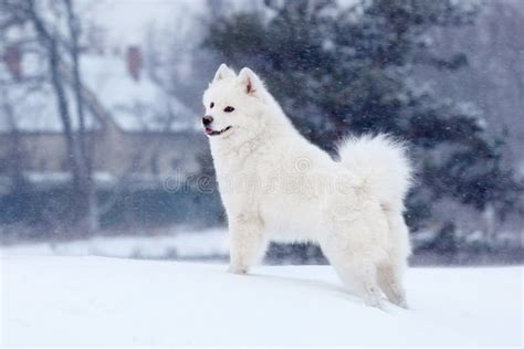 White Samoyed Dog Walks In The Winter During A Snowfall Stock Image