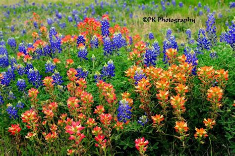Discover more posts about indian paintbrush. Bluebonnets & Indian Paintbrush | Indian paintbrush, Blue ...