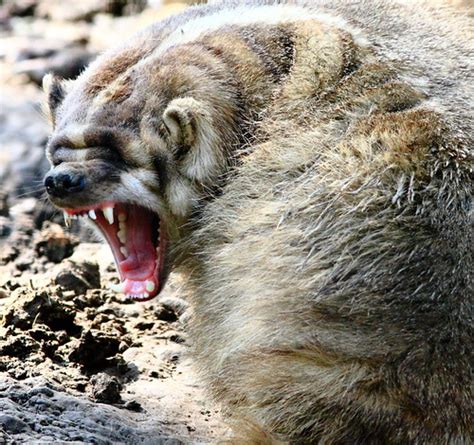 Badger Rage Or A Yawn Jpmatth Flickr