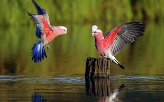 Wallpapers Beautiful Birds Photos Images Pictures 50 HD Wallpapers