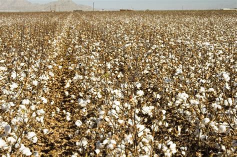 Cotton Field Stock Image Image Of Cotton America States 26253837