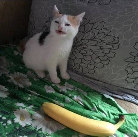 Cat Doesnt Like Banana Cats Know Your Meme