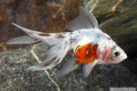 Calico Fantail Goldfish Medium Size
