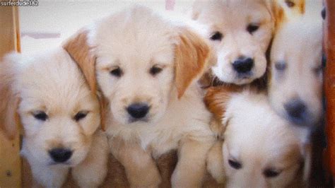 Its National Puppy Day Watch 18 Puppies So Cute You Might Pass Out