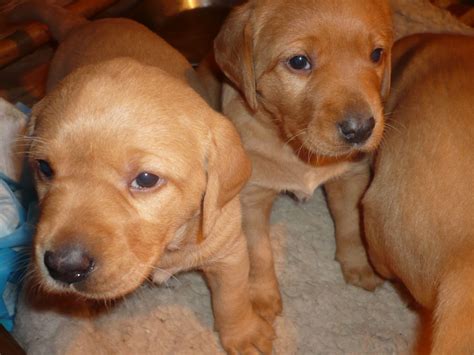 The labrador retriever is the most popular breed of dog (by registered ownership). Fox red labrador puppies | Wymondham, Norfolk | Pets4Homes