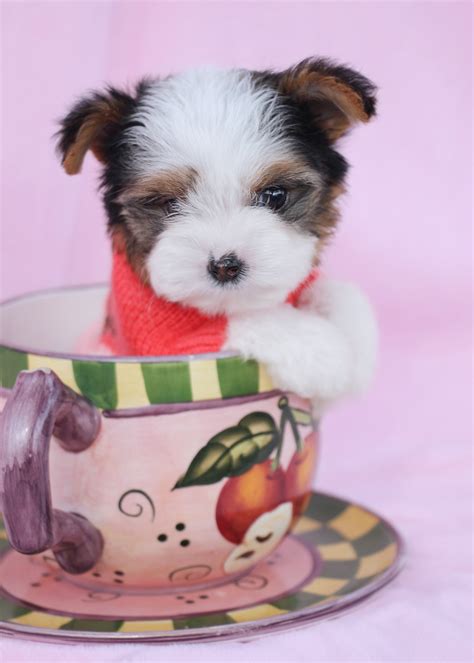 Biewer Yorkie Terriers For Sale Teacups Puppies And Boutique