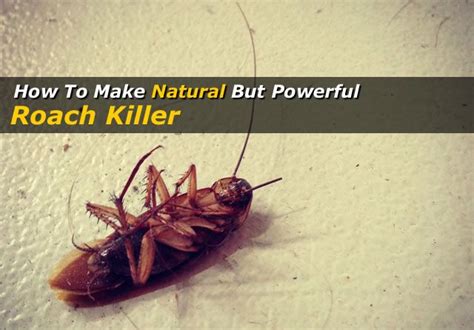 If cockroaches are a problem indoors, inspect suspected infested rooms 2 hours after normal lights out. Pin on gardening