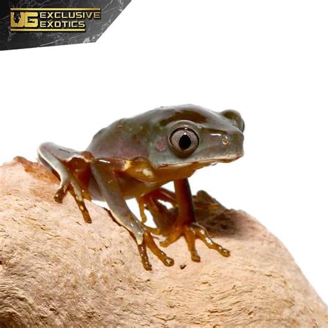 Baby Giant Waxy Monkey Tree Frogs For Sale Underground Reptiles