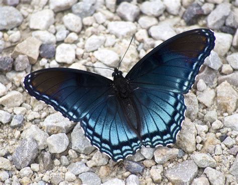 Blue Butterfly On The Ground Image Free Stock Photo Public Domain