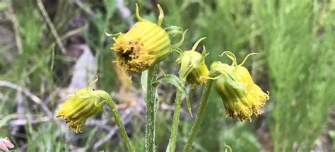 Does this mean it is my cactus turned purple when it was in shade.i thought it's not getting enough sunlight so i kept on roof top but still it's same.what should. Nodding Ragwort | Senecio bigelovii | Colorado Wildflower