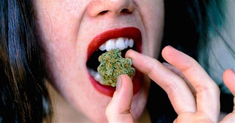 Edibles Taste Like Weed How To Improve Them Xpressgrass