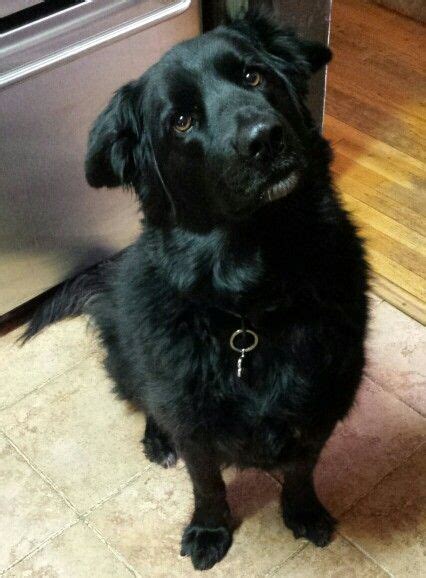 My Awesome Dog Max Black Lab Mix With Golden Retriever I Will