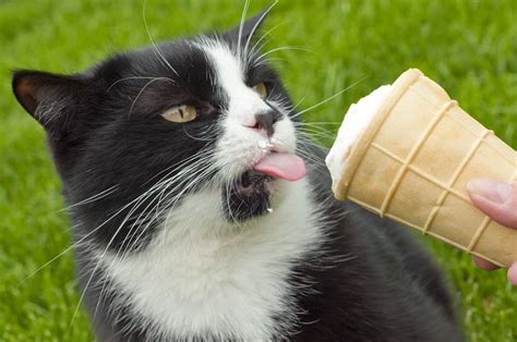Can Cats Eat Ice Cream Great Pet Care