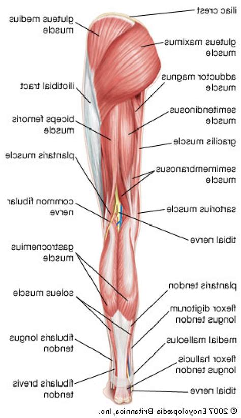 As a result the physician will be able to provide you with exact medication based on the report and thus, you will be to. Female Anatomy Human Stomach | Leg muscles diagram, Muscle ...