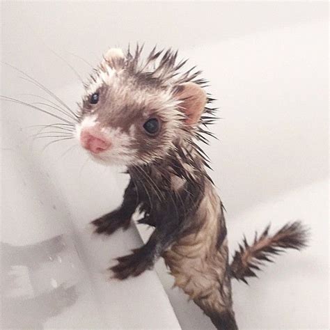 How To Bathe And Groom Your Ferret Pethelpful
