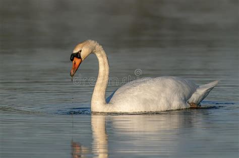 Mute Swan Cygnus Olor Floating On Water With Reflection Stock Image