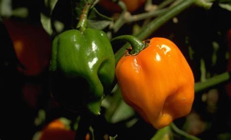Habanero Orange Hot Chili Pepper 80 Seeds Viridis Hortus