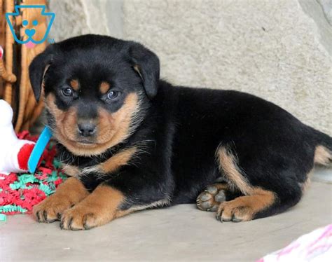 Why buy a rottweiler puppy for sale if you can adopt and save a life? Buttercup | Rottweiler - Miniature Puppy For Sale ...