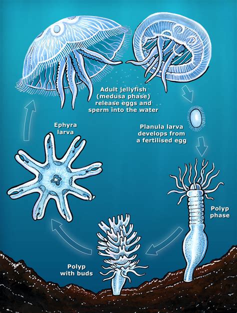Jellyfish Life Cycle Open Ocean Te Ara Encyclopedia Of New Zealand