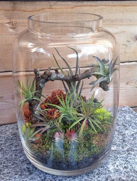 One of a Kind Medium Easy Care Low Maintenance Air Plant ...