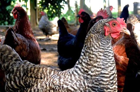 contract poultry farming in india profits companies agreement how it works the pros and cons