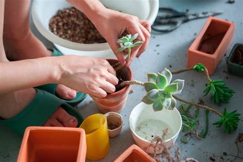 How To Repot Succulents The Indoor Nursery